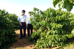 Dòng vốn Agribank và những vườn cà phê tràn đầy sức sống