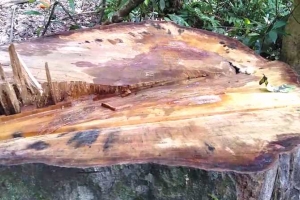 KonTum: Đình chỉ công tác 3 cán bộ để điều tra vụ phá rừng tại H. Kon Plông