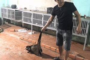 Đăk Lăk: Phát hiện thu giữ hơn 50 cá thể động vật hoang dã trái phép