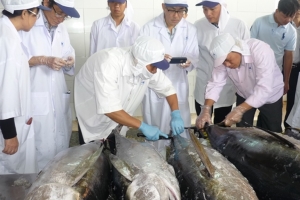 Bình Định: Công bố nhãn hiệu “Cá ngừ đại dương”