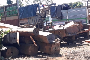 Kon Tum: Liên tiếp phát hiện nhiều vụ vận chuyển gỗ lậu