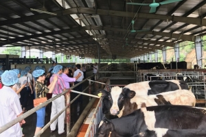 Hà Nội: Đồng bộ các giải pháp phòng chống bệnh lở mồm long móng gia súc