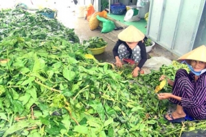 Cà Mau: Bất thường nhiều người dân đổ xô hái lá nhàu tươi đem bán
