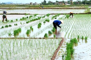 Lịch lấy nước phục vụ gieo cấy lúa vụ Đông Xuân 2018-2019