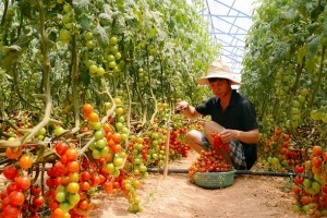 Doanh nghiệp trong lĩnh vực nông nghiệp tăng 12,3% so với năm 2017