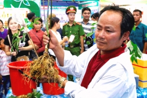 H. Nam Trà My-Quảng Nam: Phiên chợ sâm Ngọc Linh đầu năm mới 2019 đã thu về 4 tỷ đồng