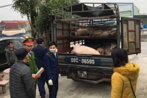 Thanh Hóa: Phát hiện xe chở “tuồn” 32 con lợn bị lở mồm, long móng vào địa phương
