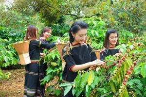 Nông sản ngày 8/1: Giá cà phê giảm nhẹ, giá tiêu đi ngang