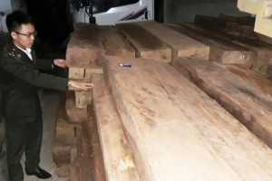 Quảng Bình: Liên tiếp bắt 2 vụ vận chuyển gỗ lậu với số lượng lớn