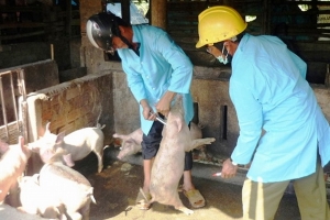 Bộ NN&PTNT: Xuất 50 nghìn liều vắc-xin khống chế dịch LMLM tại Hà Tĩnh