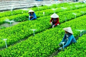 Hà Nội: Phê duyệt Kế hoạch cơ cấu lại ngành nông nghiệp giai đoạn 2019-2020