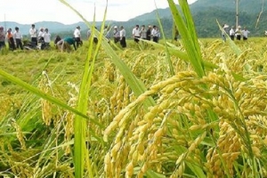Phê duyệt Kế hoạch phát triển sản xuất lúa Japonica hàng hóa, chất lượng theo tiêu chuẩn xuất khẩu