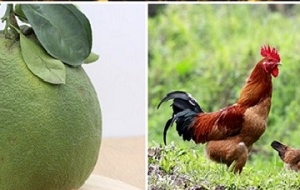 Giá hàng hóa tiêu dùng tuần qua: Gần Tết giá hoa quả, thực phẩm tăng mạnh