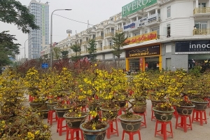 Sắc xuân ngập tràn Thủ đô