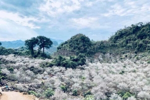 Mộc Châu - mùa hoa Xuân