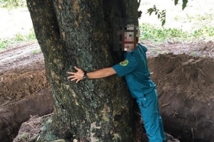 Cây giáng hương 'khủng' không cánh mà bay, nhiều cán bộ liên quan bị xử lý