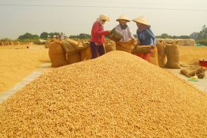 Ngân hàng mở 'hầu bao' cho doanh nghiệp ‘giải cứu’ lúa gạo tại khu vực ĐBSCL