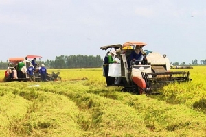 Giá lúa tại Đồng bằng sông Cửu Long đang có chiều hướng giảm