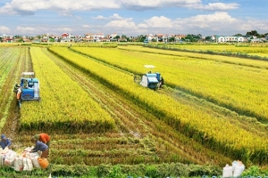Thủ tướng yêu cầu Bộ Tài chính mua dự trữ 200.000 tấn gạo, 80.000 tấn thóc