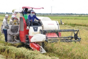 Ngân hàng dành hàng nghìn tỷ đồng hỗ trợ doanh nghiệp ngành lúa gạo