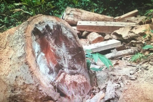 P.Chủ tịch tỉnh Kon Tum: Chỉ đạo điều tra vụ phá rừng cổ thụ
