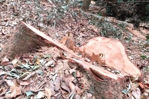 Kon Tum: Vụ phá rừng nghiêm trọng gần 40 gốc cây cổ thụ bị xẻ thịt