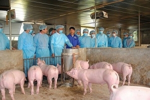 Hà Nội: Thực hiện quyết liệt các biện pháp phòng chống dịch tả lợn châu Phi