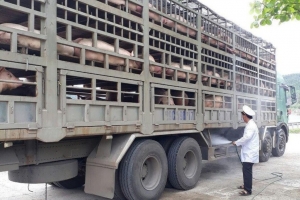 Đà Nẵng: Thực hiện nghiêm túc kiểm dịch động vật, phòng chống dịch tả lợn Châu Phi