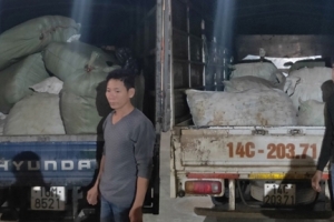 Quảng Ninh: Phát hiện 2 xe ô tô vận chuyển hơn 1,8 tấn ba kích không rõ nguồn gốc