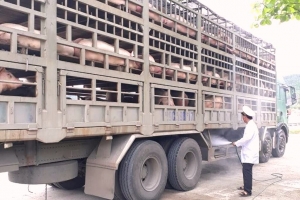 Đà Nẵng: Kiểm soát nghiêm ngặt lợn từ phía bắc vào