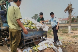 Bình Phước: Tiêu hủy 6,6 tấn xoài tươi nhập lậu từ Campuchia