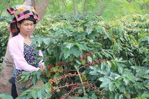 Thị trường nông sản ngày 22/3: Giá cà phê tăng, tiêu giảm