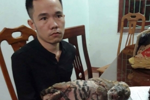 Nghệ An: Phát hiện đối tượng vận chuyển trái phép 2 cá thể hổ