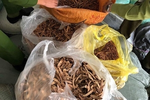 Hà Nội: Phát hiện kho hàng hơn 7 tấn nguyên liệu thuốc bắc không rõ nguồn gốc