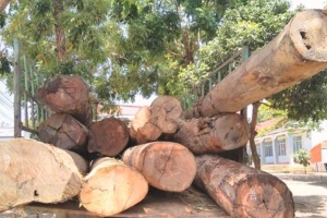 Kon Tum: Bắt giữ vụ vận chuyển hơn 11 m3 gỗ không rõ nguồn gốc