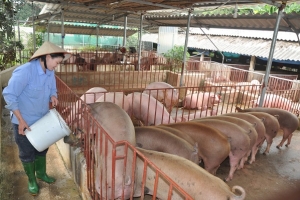 Các bộ, ngành “ráo riết” chặn dịch tả lợn Châu Phi