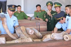 Phó Thủ tướng Trương Hòa Bình giao Bộ CA khẩn trương điều tra vụ 9,1 tấn ngà voi