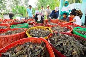 Thành lập Sàn giao dịch tôm tại Việt Nam