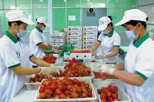 Từ ngày 1/5: Trung Quốc "siết" chặt quy định nhập khẩu rau quả
