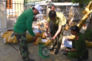 Xe bưu phẩm chở gỗ lậu trên cao tốc Đà Nẵng – Quảng Ngãi