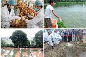Hà Nội: Chính sách hỗ trợ sản xuất nông nghiệp do thiên tai, dịch bệnh