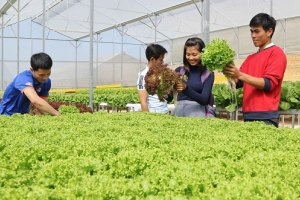 Agribank góp phần tạo sinh khí mới cho khu vực hợp tác xã tăng trưởng bền vững