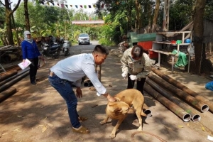 Ứng phó cấp bách phòng, chống dịch tả lợn châu Phi và công tác quản lý chó nuôi, phòng, chống bệnh dại