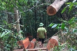 Vụ phá rừng gỗ lim ở Quảng Bình: Khởi tố 5 đối tượng có liên quan