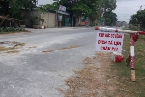 Nghệ An: Trong vòng 9 ngày, huyện Diễn Châu xuất hiện 7 ổ dịch tả lợn châu Phi