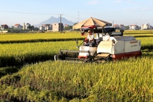 Đóng góp của Agribank trong chuỗi giá trị lúa gạo bền vững tại Việt Nam
