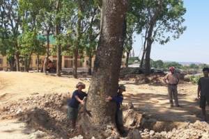 Xã Long Thành (Yên Thành, Nghệ An): Giáo viên, phụ huynh phản đối việc chặt hạ hàng loạt cây xanh