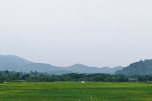 Nước mắt người giữ rừng dưới chân núi Tam Đảo – Kỳ 4: Để những cánh rừng mãi xanh
