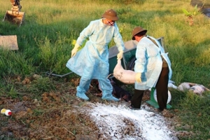 Hà Tĩnh: Phát hiện ổ dịch tả lợn châu Phi đầu tiên