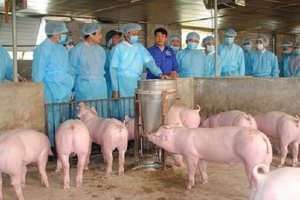 Ban Bí thư ra chỉ thị phòng, chống dịch tả lợn châu Phi